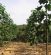 Paulownia 