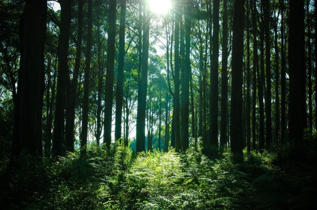 Una proposta del PE per limitare la deforestazione 1