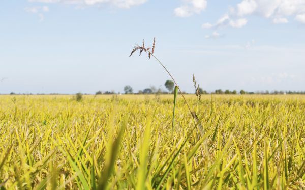 Ricehouse: il riso come risorsa edilizia sostenibile 