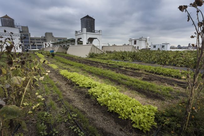 Brooklyn Grange, New York, uno dei tetti verdi più famosi al mondo