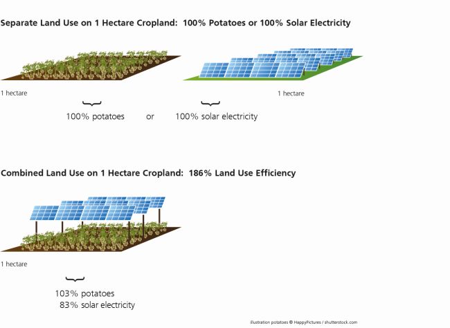 La resa per culture e elettricità di un impianto agrovoltaico