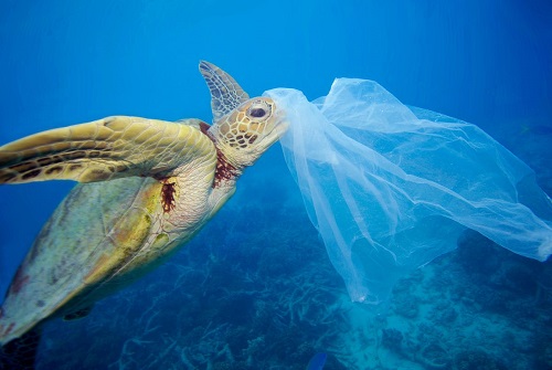 Tartaruga ingerisce sacchetto di plastica
