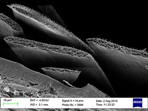 Dettagli della struttura del coleottero al microscopio