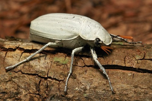 Coleottero Cyphochillus