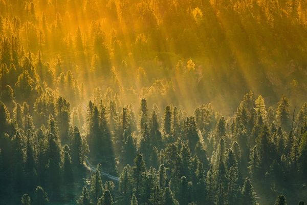 Piantare alberi per combattere il cambiamento climatico