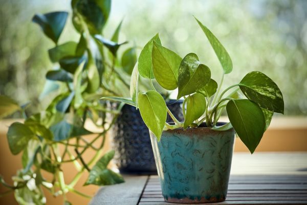 Pothos è una pianta che riduce la formaldeide in casa