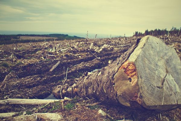 L'amazzonia ha perso la propria foresta al ritmo di più del 100% in un anno