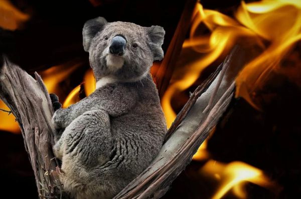 L’Australia brucia come una “fornace” accesa dai cambiamenti climatici