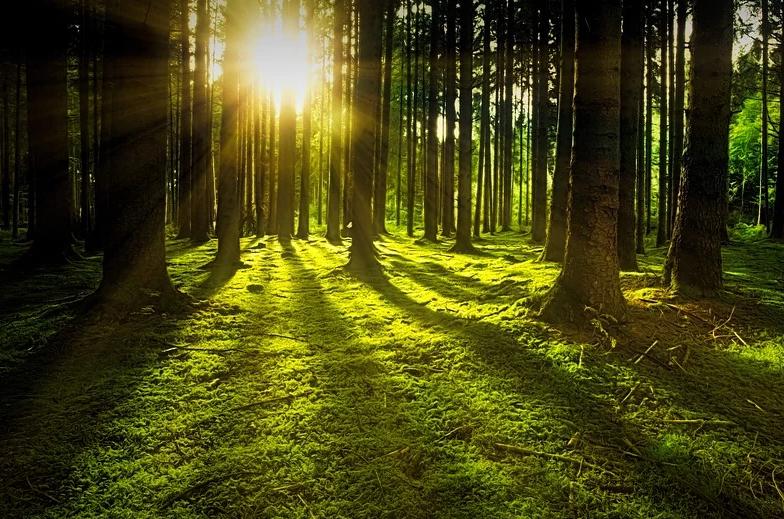 L'importanza delle foreste per combattere il cambiamento climatico