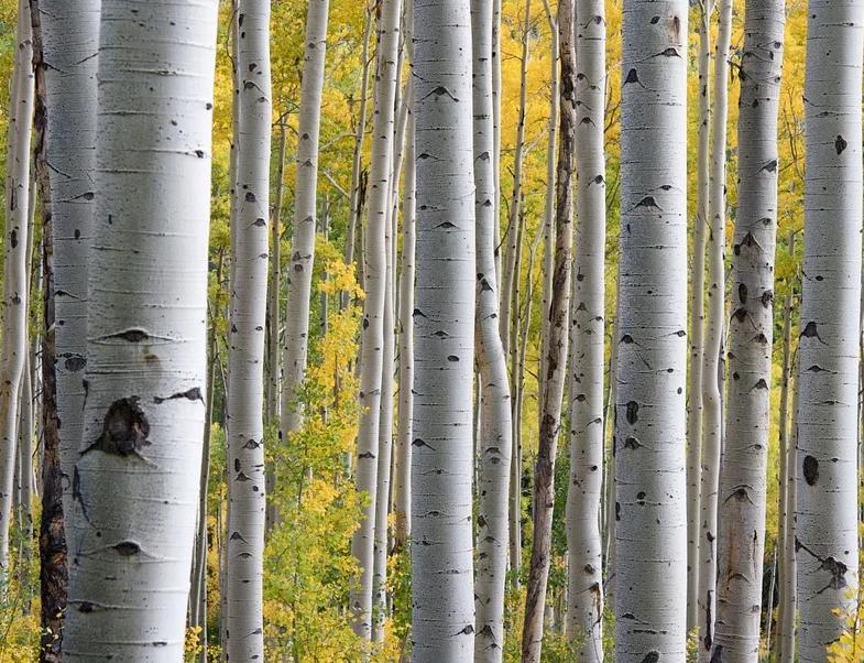 L'importanza della riforestazione per combattere il cambiamento climatico