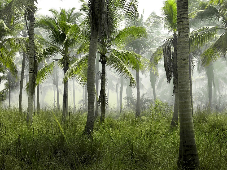 Il ruolo delle foreste per combattere il surriscaldamento