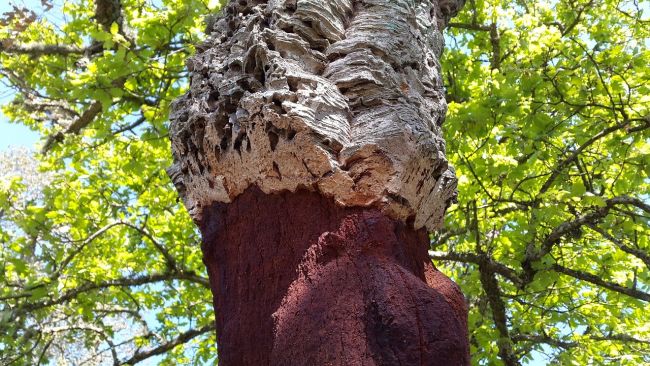 Il sughero per l'edilizia, materiale naturale dai molti vantaggi