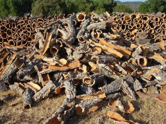 Quercia da sughero, la corteccia 