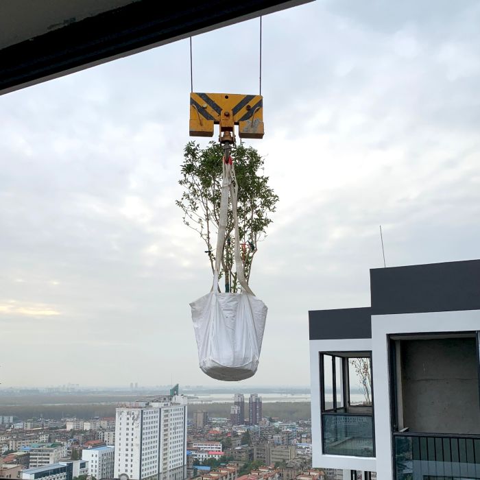 La gru che ha portato il Osmanthus fragrans al 25° piano del Bosco verticale di Huanggang 