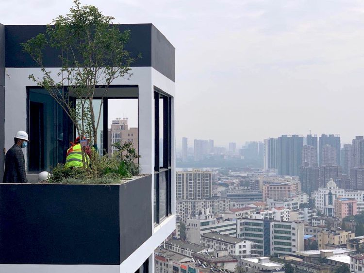 L'Osmanthus fragrans posto al 25° piano del Bosco verticale di Huanggang 