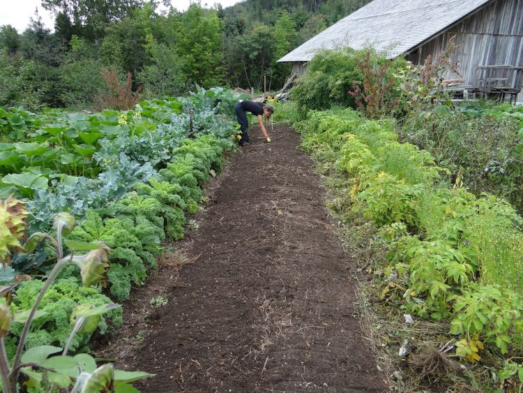 Agricoltura urbana: i vantaggi ambientali e sociali degli orti in città