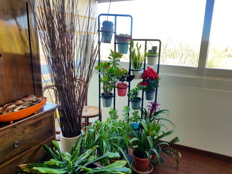 Inquinamento indoor: come ridurlo con le piante
