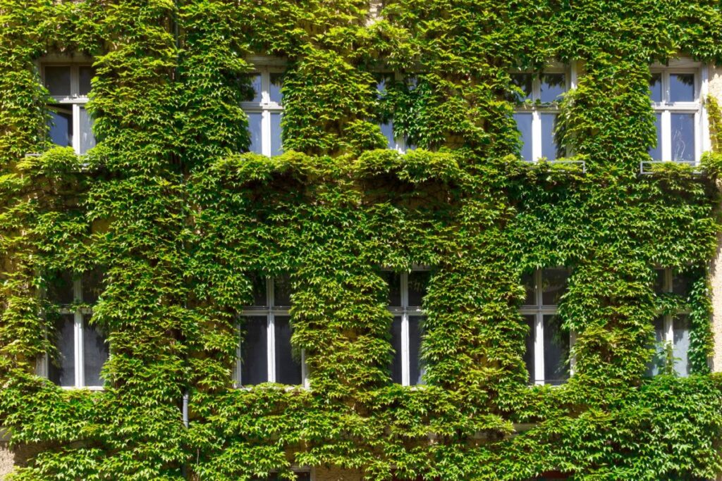 Giardino verticale e parete verde: quando la natura migliora l’architettura