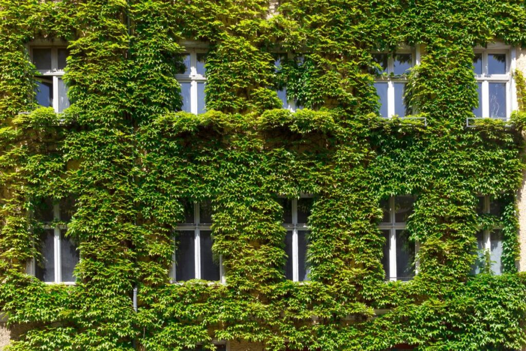 Giardini verticali: cosa sono e come migliorano l’architettura