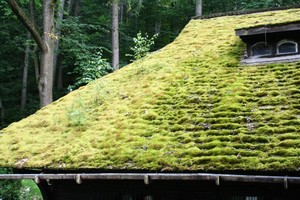 tetto verde