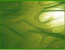 Green Finance Day: le potenzialità della green economy