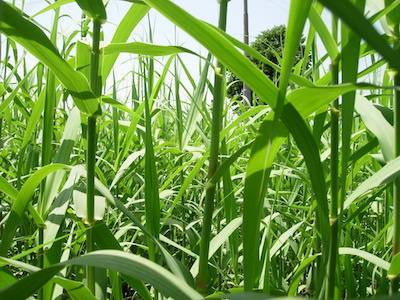 Canna per il biogas