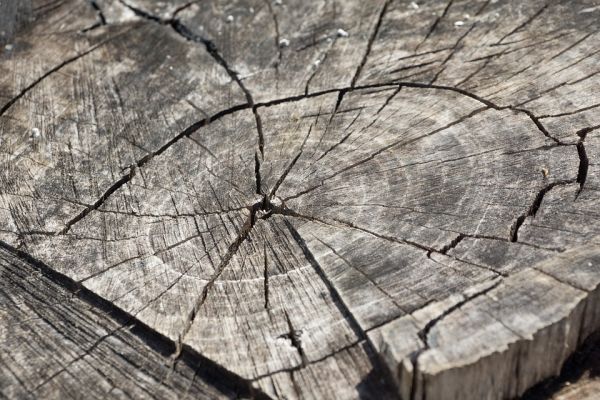 Le case in legno efficienti ed ecologiche piacciono sempre di più