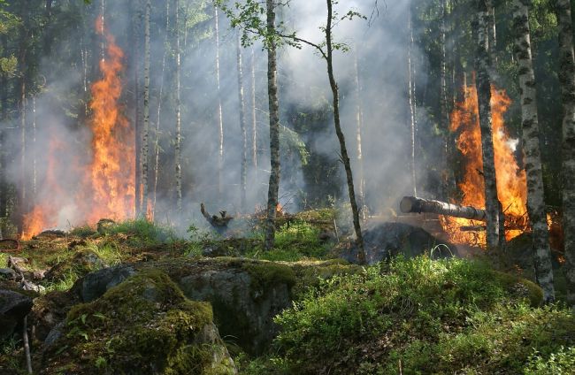 Il Sud Italia brucia, i danni per l’ambiente forse irreparabili