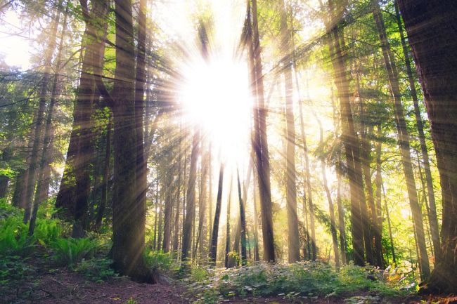 Una proposta del PE per limitare la deforestazione