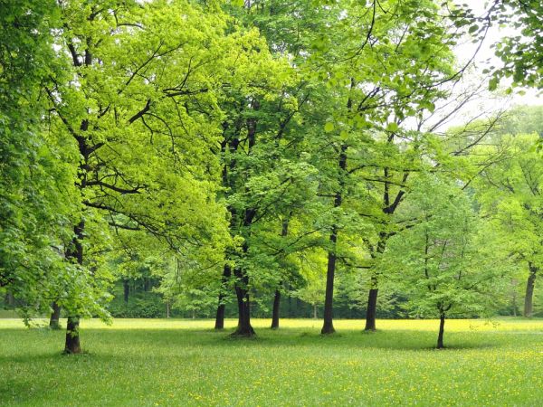 Il Capitale Naturale e la sua integrazione nei processi decisionali politici