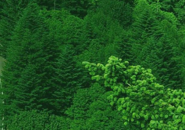 Forum mondiale per la forestazione urbana