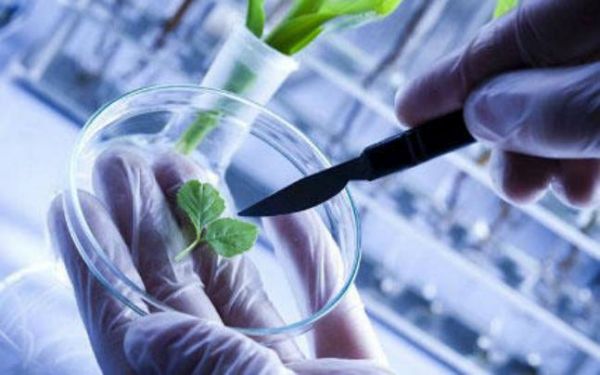 Il biotech continua a crescere