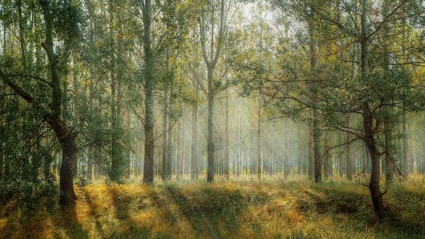 La giornata della natura dedicata alle foreste