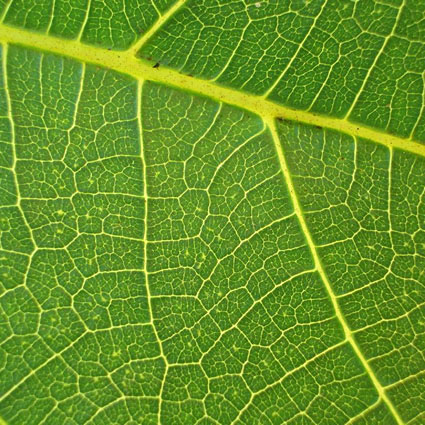 Dalle foglie delle piante ai pannelli solari