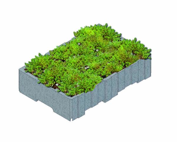 Nuovo sistema per tetto verde Derbisedum