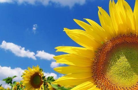 Il biodiesel è certificato. Tracciabilità e sostenibilità da oggi sono assicurate