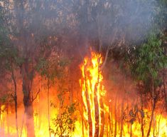 L’Australia brucia come una “fornace” accesa dai cambiamenti climatici