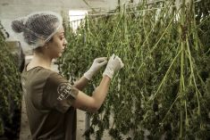 Canapa in edilizia: c’è bisogno di una rete perché cresca in Europa