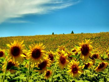 Pronto in Emilia Romagna un piano per promuovere le agroenergie 7