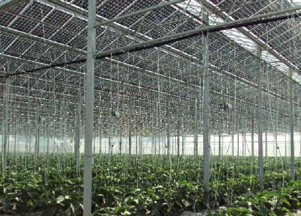 Serra fotovoltaica: energia pulita e produzione agricola in provincia di Lodi