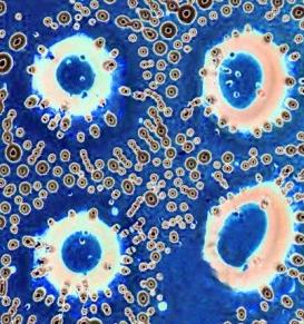 Dal CNR arrivano per il fotovoltaico le gocce microscopiche di cristalli liquidi