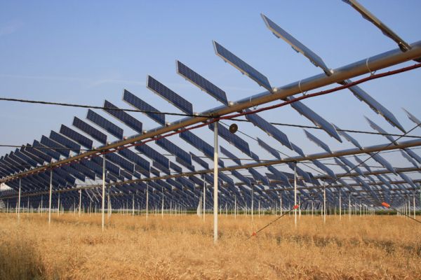 Primo raccolto di grano sotto l’impianto agrovoltaico® di Monticelli d’Ondina