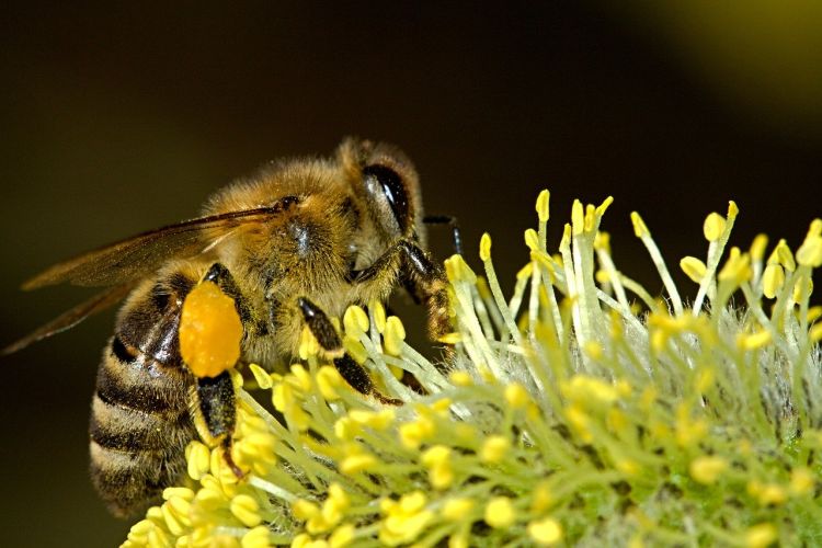 Accendono i colori della natura e valgono oltre 150 miliardi all’anno, il lavoro delle operose api