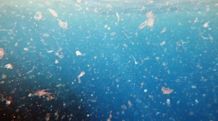 Inquinamento marino da plastica