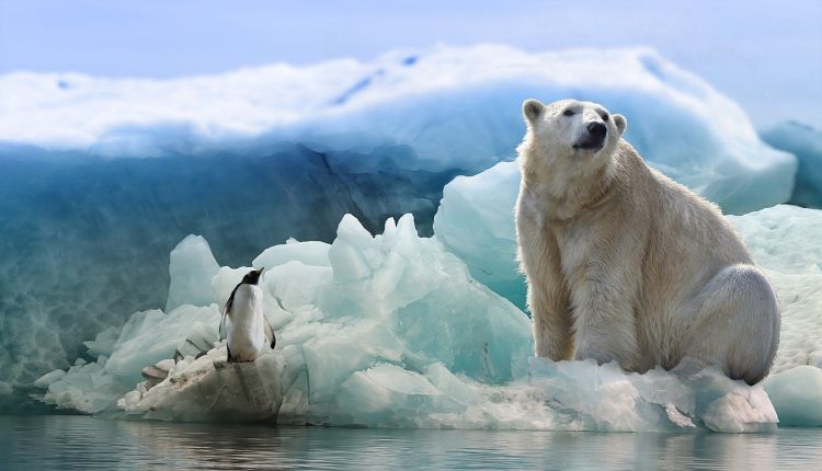 Surriscaldamento: A rischio di estinzione l'orso polare