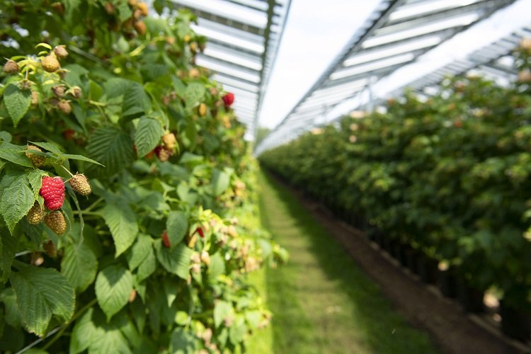 Coltivazioni agri fotovoltaiche