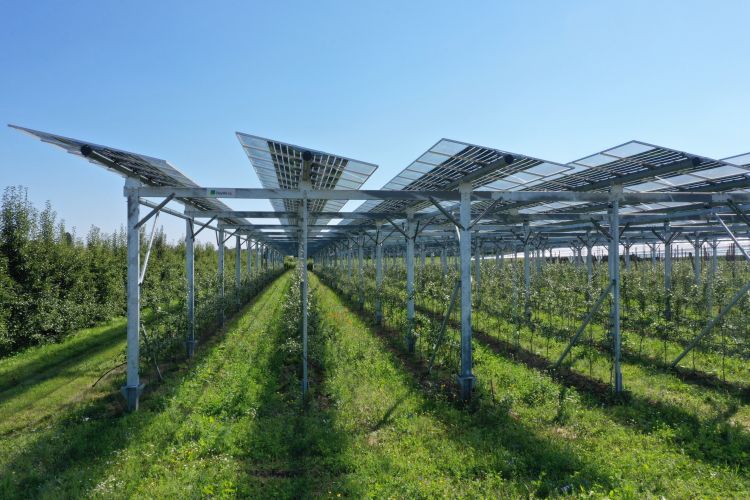 Impianto Agri-PV in Germania per la coltivazione di mele by BayWa r.e. e Fraunhofer ISE