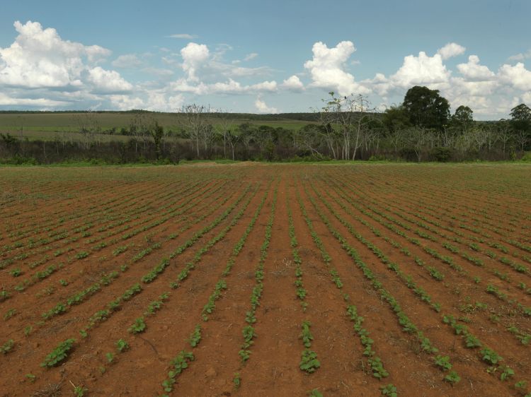 Un campo si soia in Brasile.