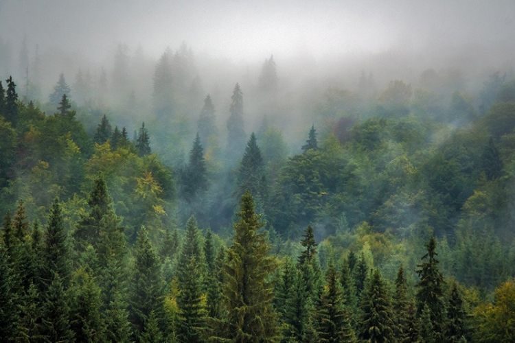 Il ruolo che svolgono le foreste nella lotta ai cambiamenti climatici