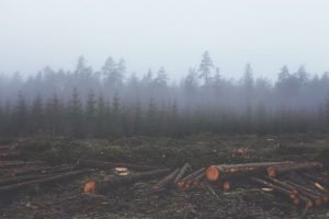 I consumi dell’Europa tra i maggiori responsabili della deforestazione globale